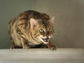 Bengálská kočka / Bengal cat